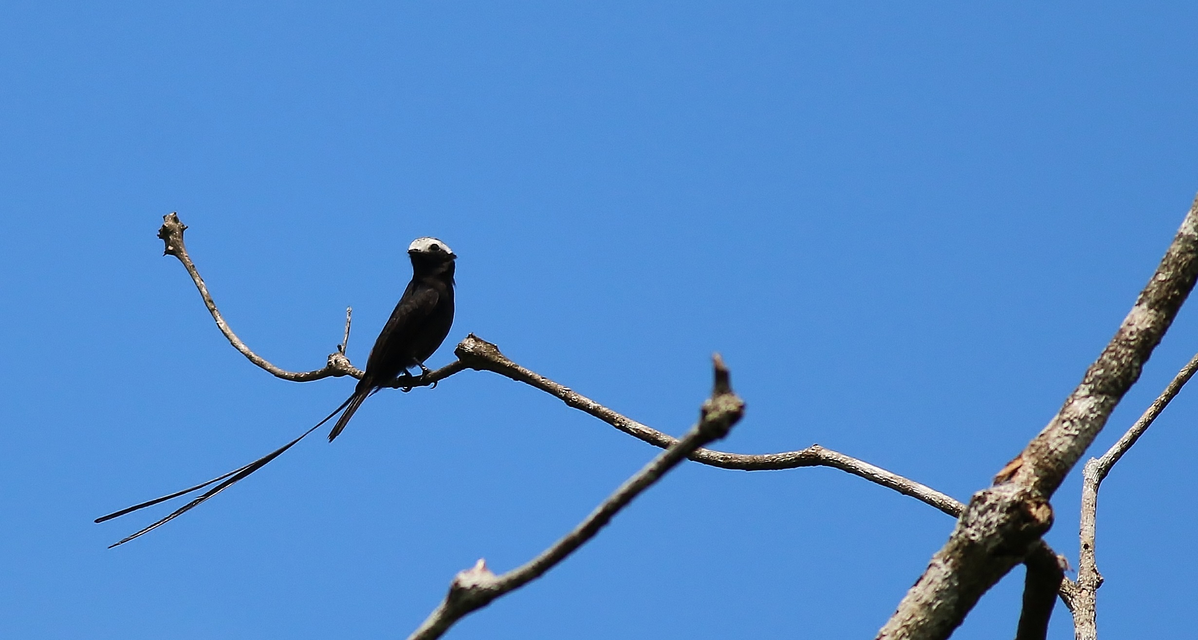 Long-tailed Tyrant — Ana fotoğraf